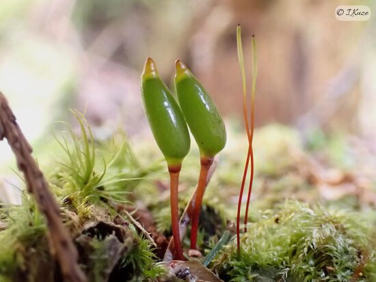 Buxbaumia viridis